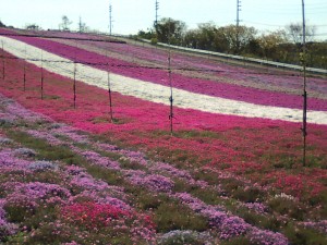 花ひろばの芝桜