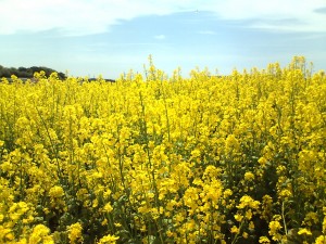 花ひろばの菜の花