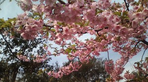 聖崎公園の河津桜1