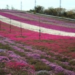 花ひろば芝桜