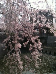 岩倉五条川の桜1